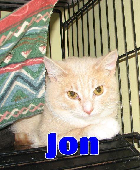 Jon, a ADOPTABLE Domestic Short Hair in Lawrenceburg, KY image 1/6