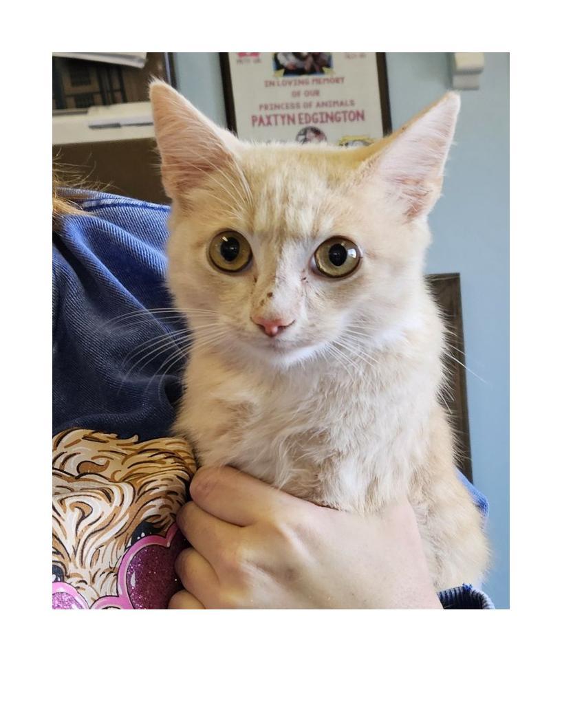 Enlarge jon, a ADOPTABLE American Shorthair in Lawrenceburg, KY image 1/1