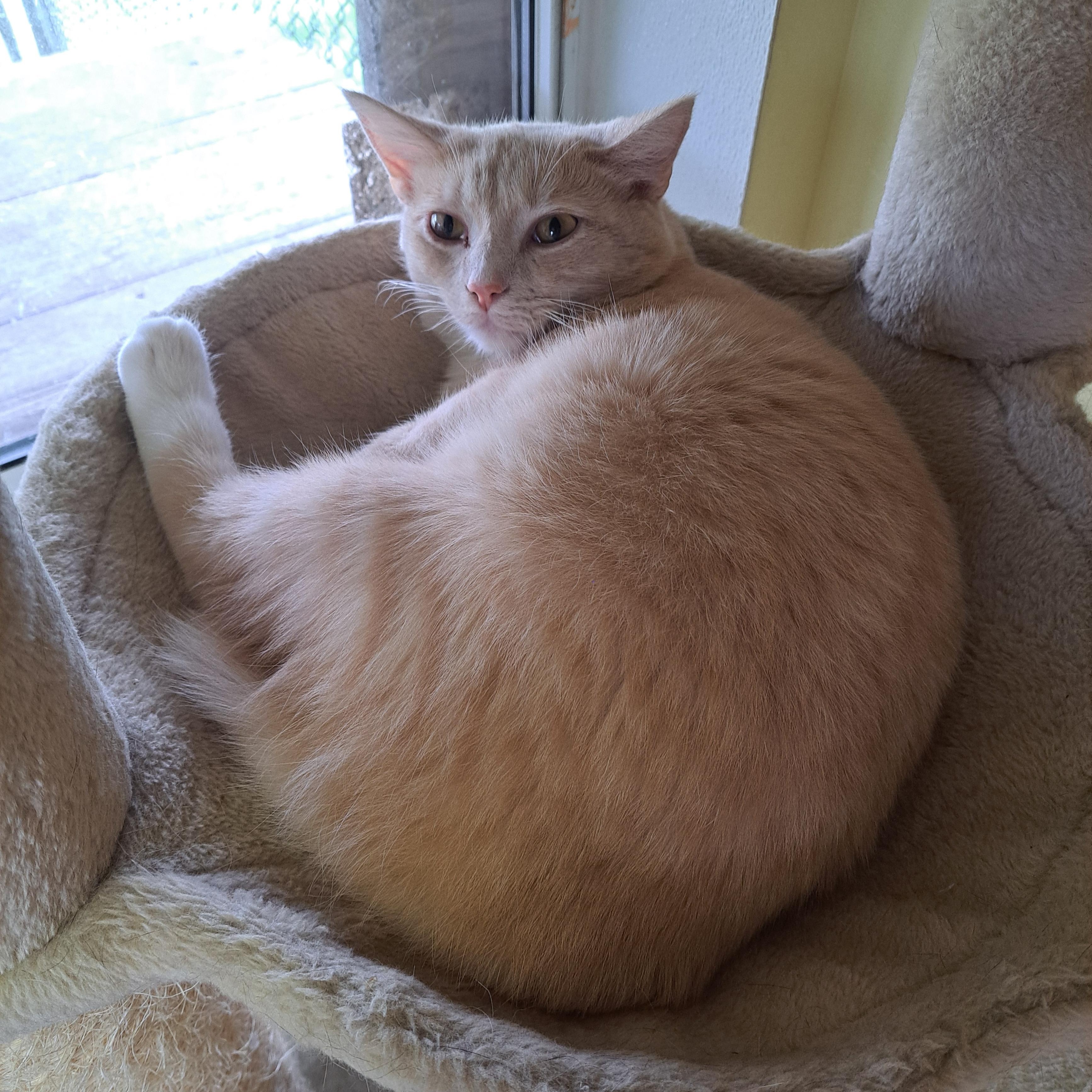 Enlarge Jon, a ADOPTABLE Domestic Short Hair in Lawrenceburg, KY image 2/6