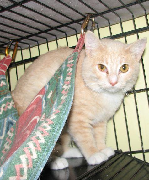 Jon, a ADOPTABLE Domestic Short Hair in Lawrenceburg, KY image 2/6