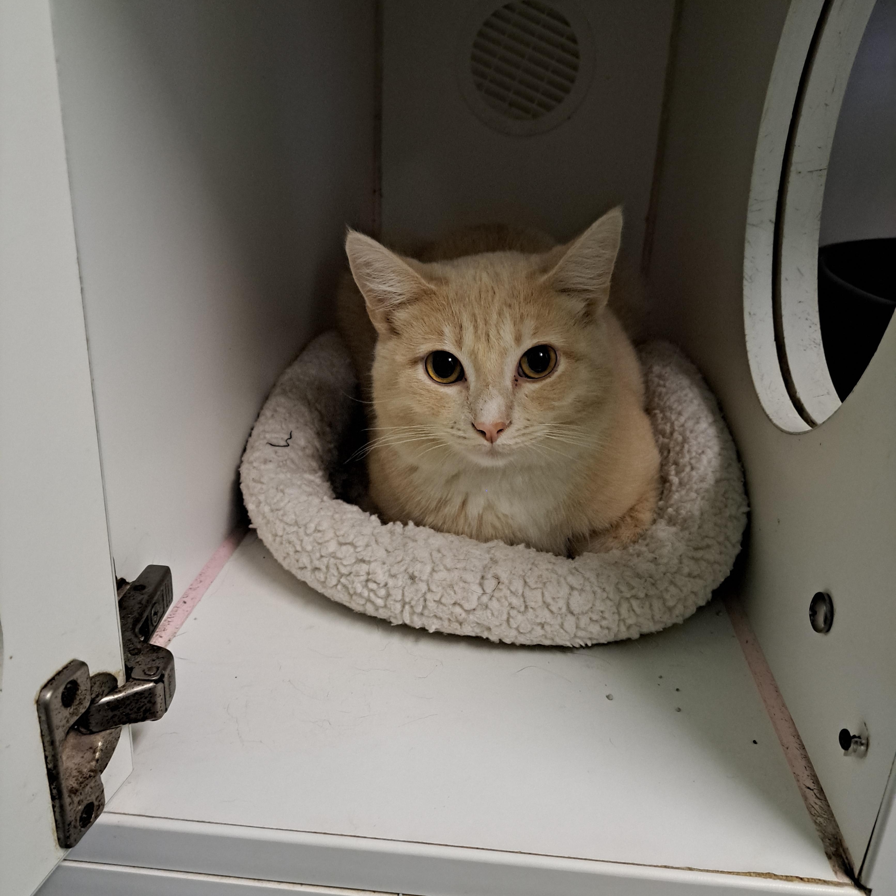 Enlarge Jon, a ADOPTABLE Domestic Short Hair in Lawrenceburg, KY image 5/6