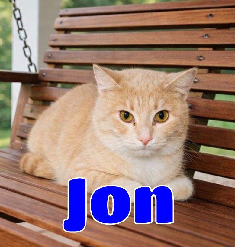 Jon, ADOPTABLE, Young Male Domestic Short Hair.