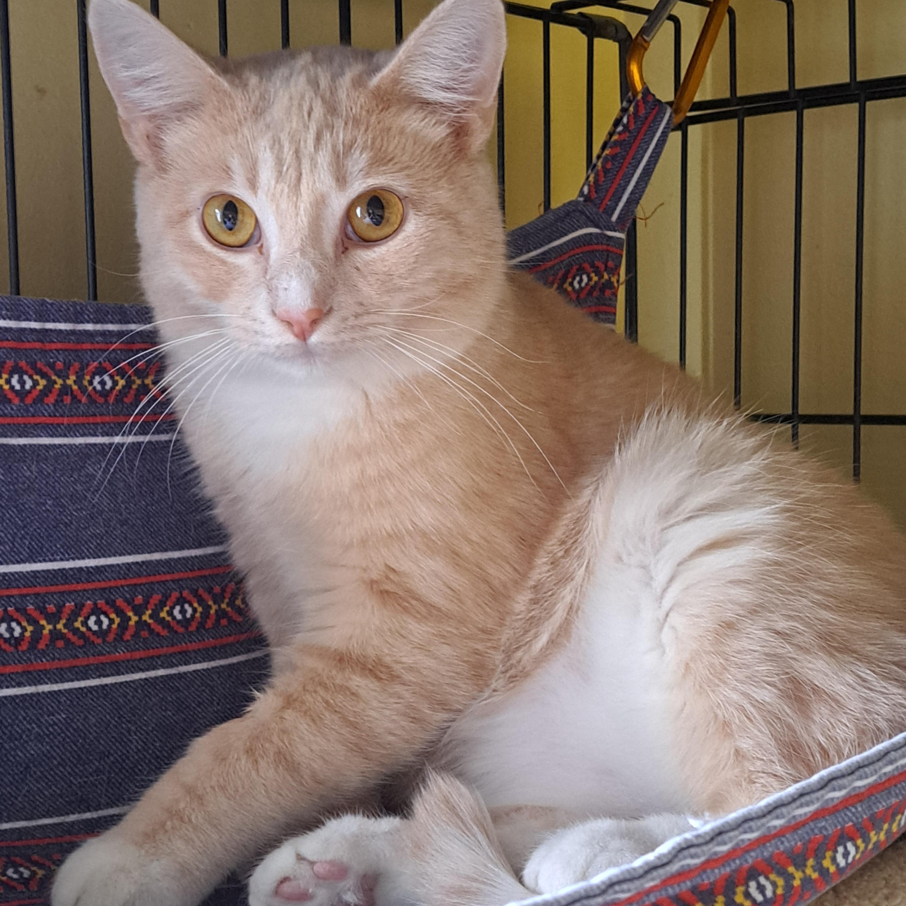 Jon, ADOPTABLE, Young Male Domestic Short Hair.
