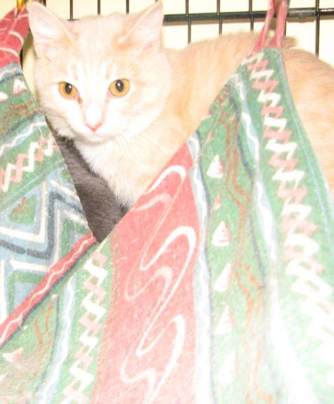 Jon, a ADOPTABLE Domestic Short Hair in Lawrenceburg, KY image 5/6