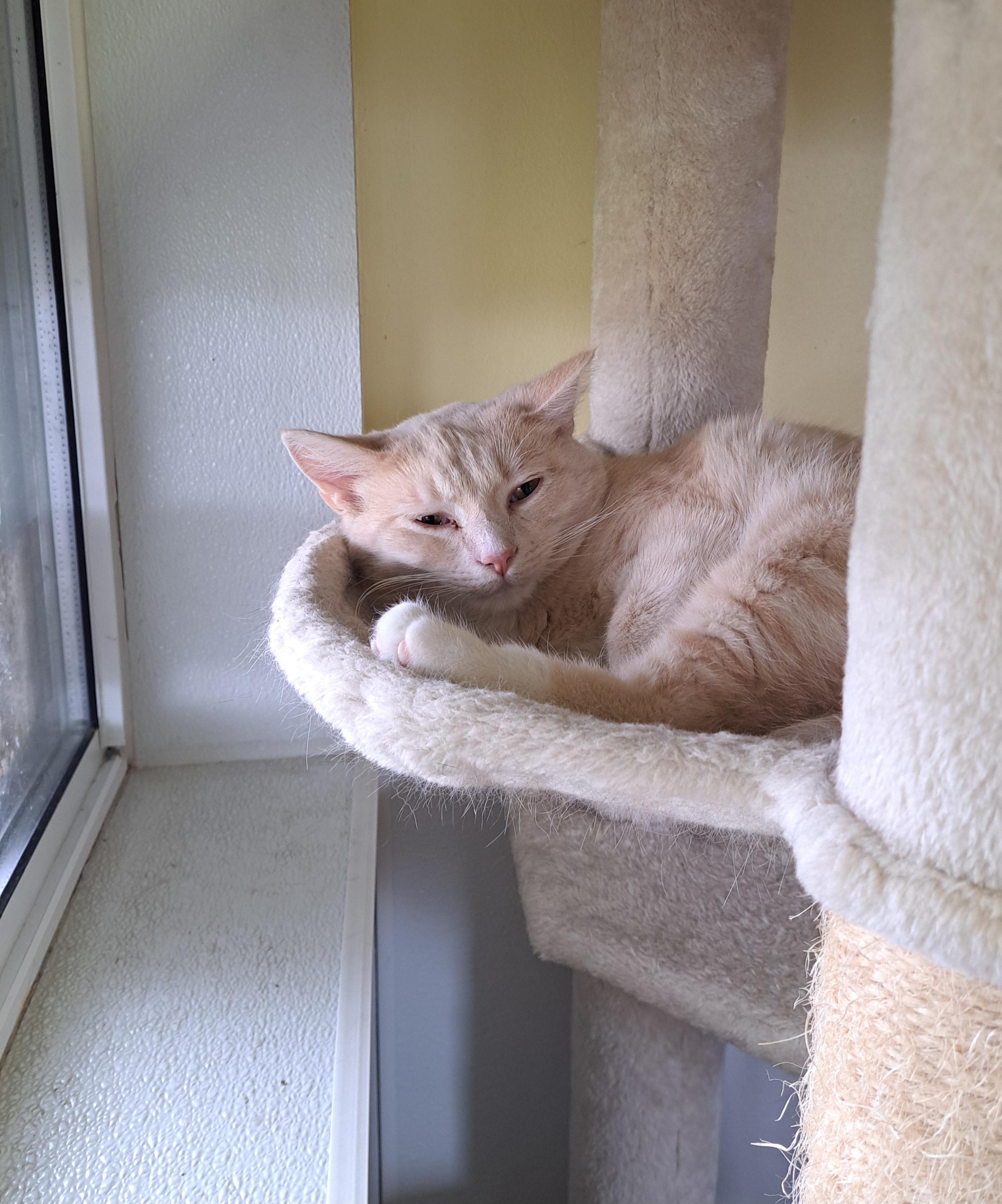 Enlarge Jon, a ADOPTABLE Domestic Short Hair in Lawrenceburg, KY image 6/6