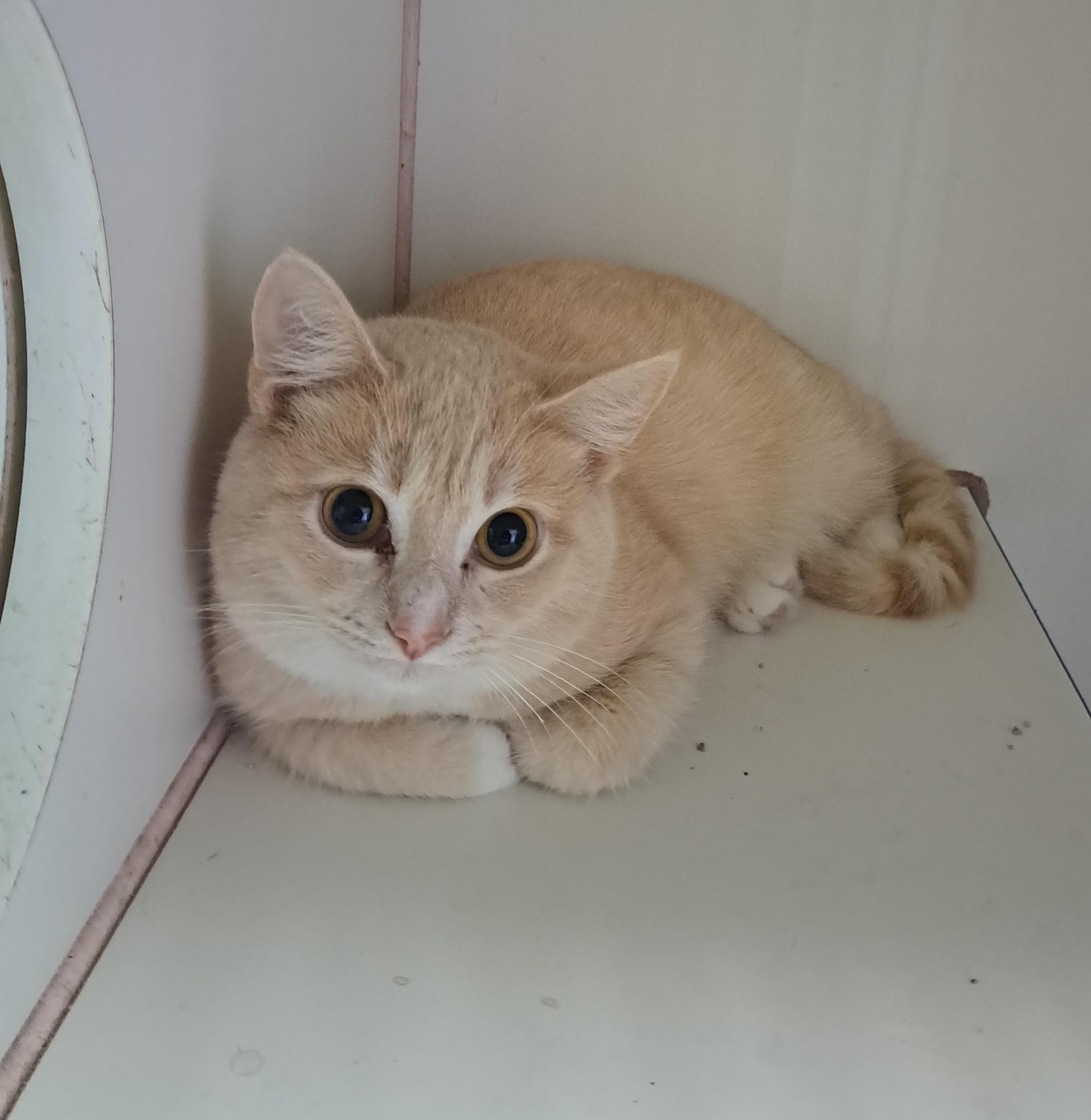 Jon, a ADOPTABLE Domestic Short Hair in Lawrenceburg, KY image 3/6