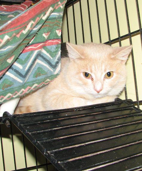 Jon, a ADOPTABLE Domestic Short Hair in Lawrenceburg, KY image 4/6