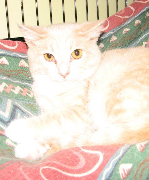 Jon, a ADOPTABLE Domestic Short Hair in Lawrenceburg, KY image 6/6