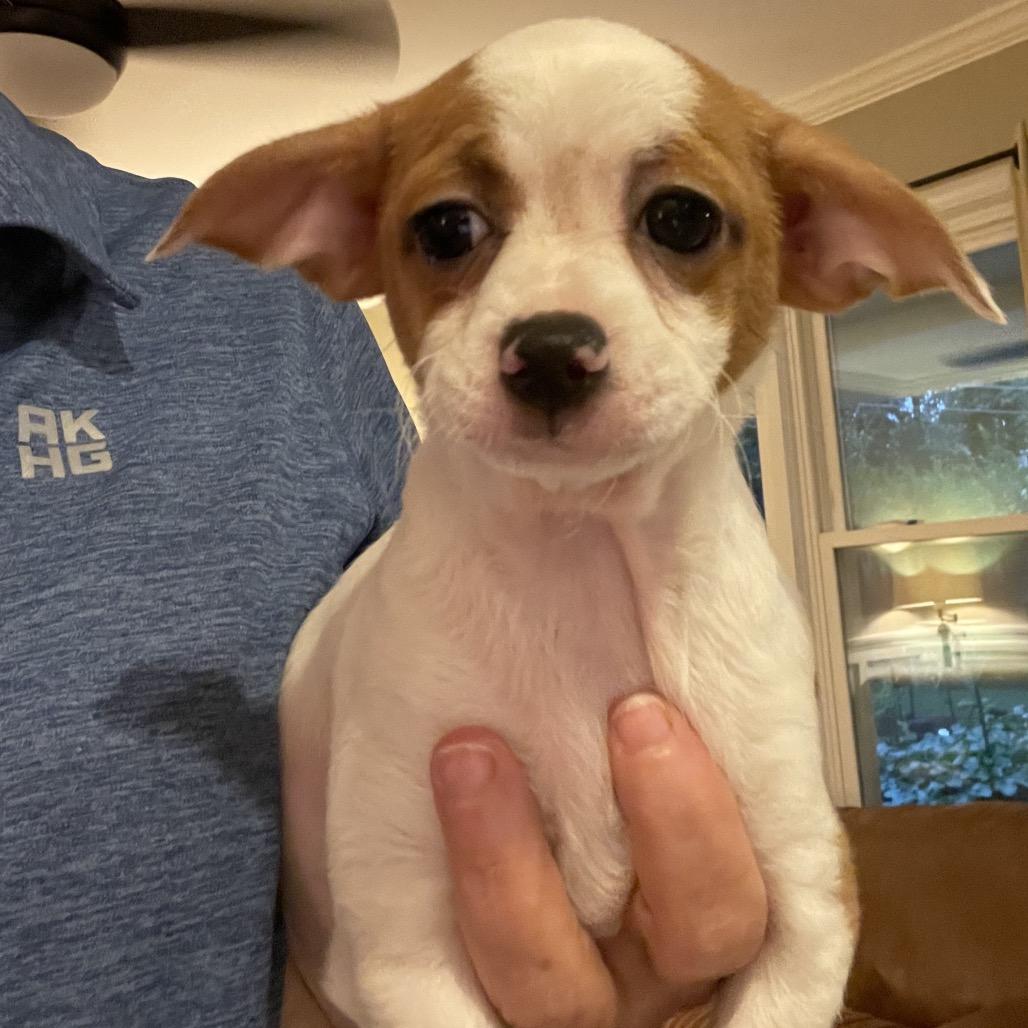 Pebbles, Adoptable, Puppy Female Chihuahua.