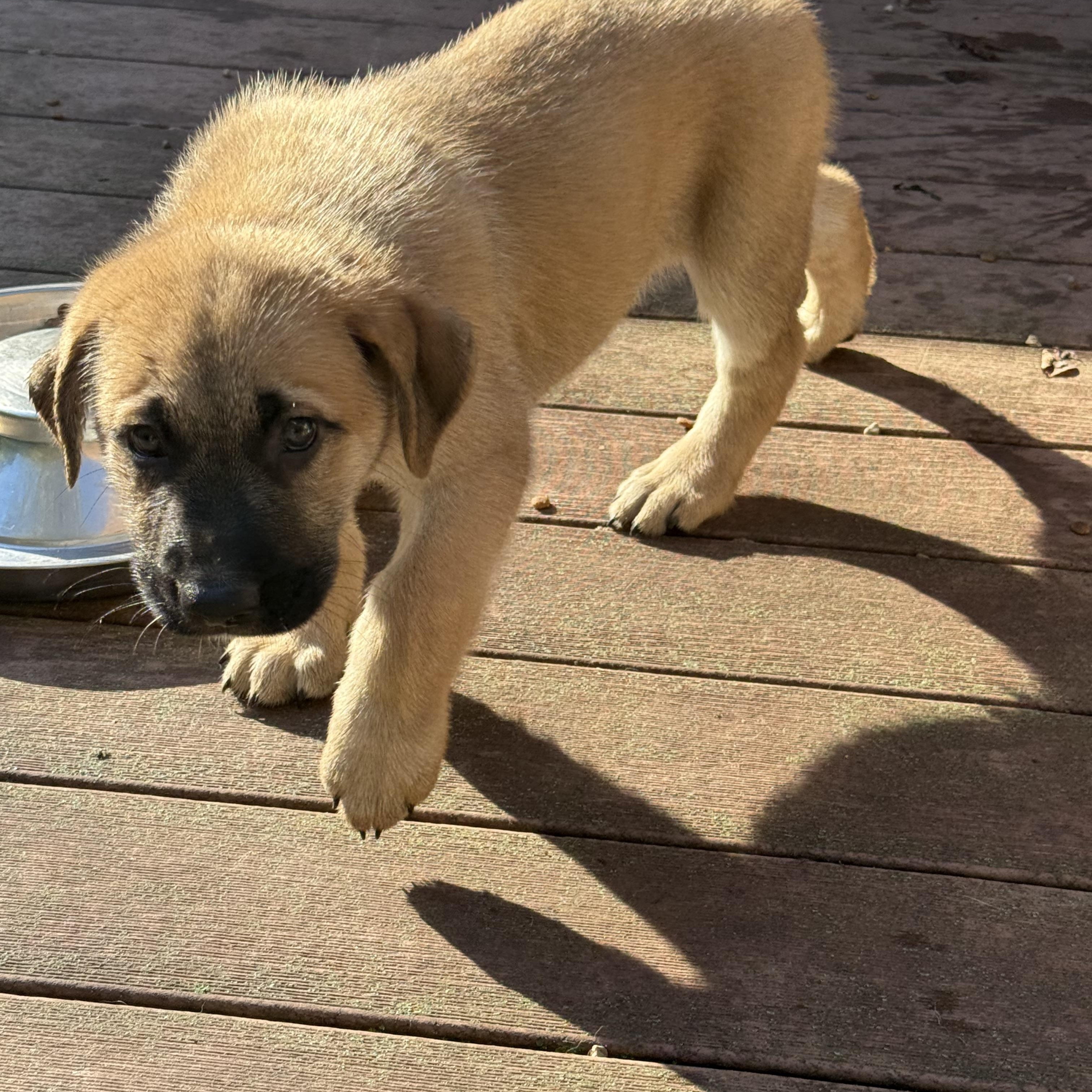 Enlarge Brownie (M), a Adoptable mixed breed in Sun Prairie, WI image 3/4