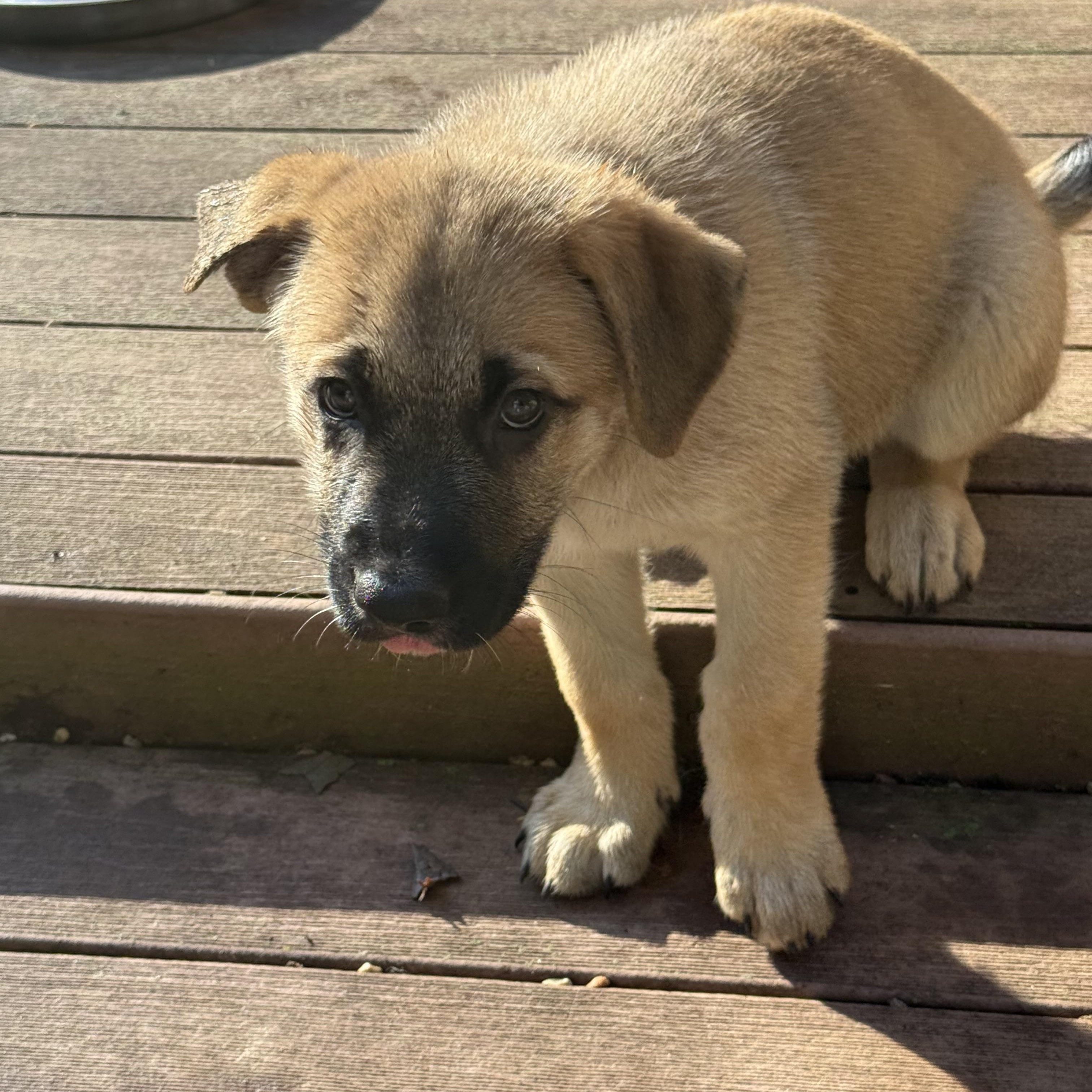 Enlarge Brownie (M), a Adoptable mixed breed in Sun Prairie, WI image 4/4