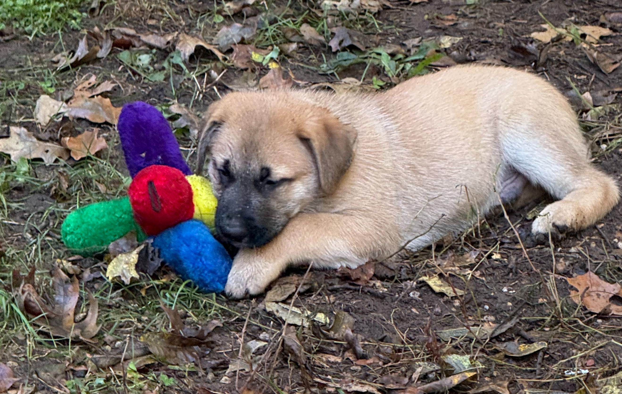 Enlarge Brownie (M), a Adoptable mixed breed in Sun Prairie, WI image 2/4