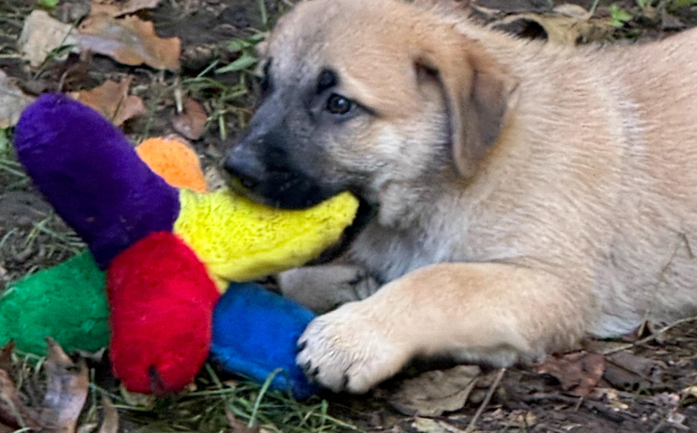 Brownie (M), Adoptable, Puppy Male Labrador Retriever.