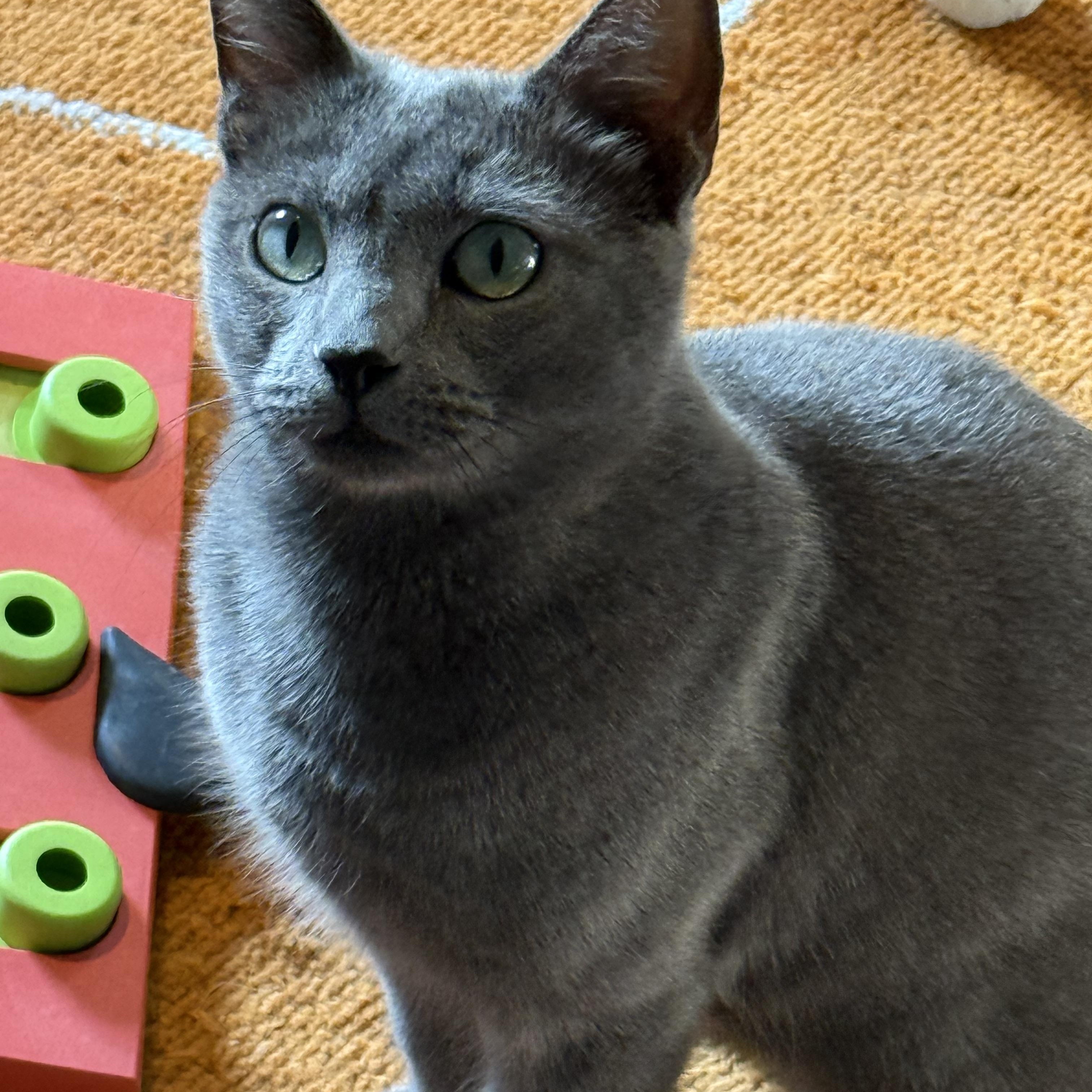 Opal, Adopted, Adult Female Domestic Short Hair.