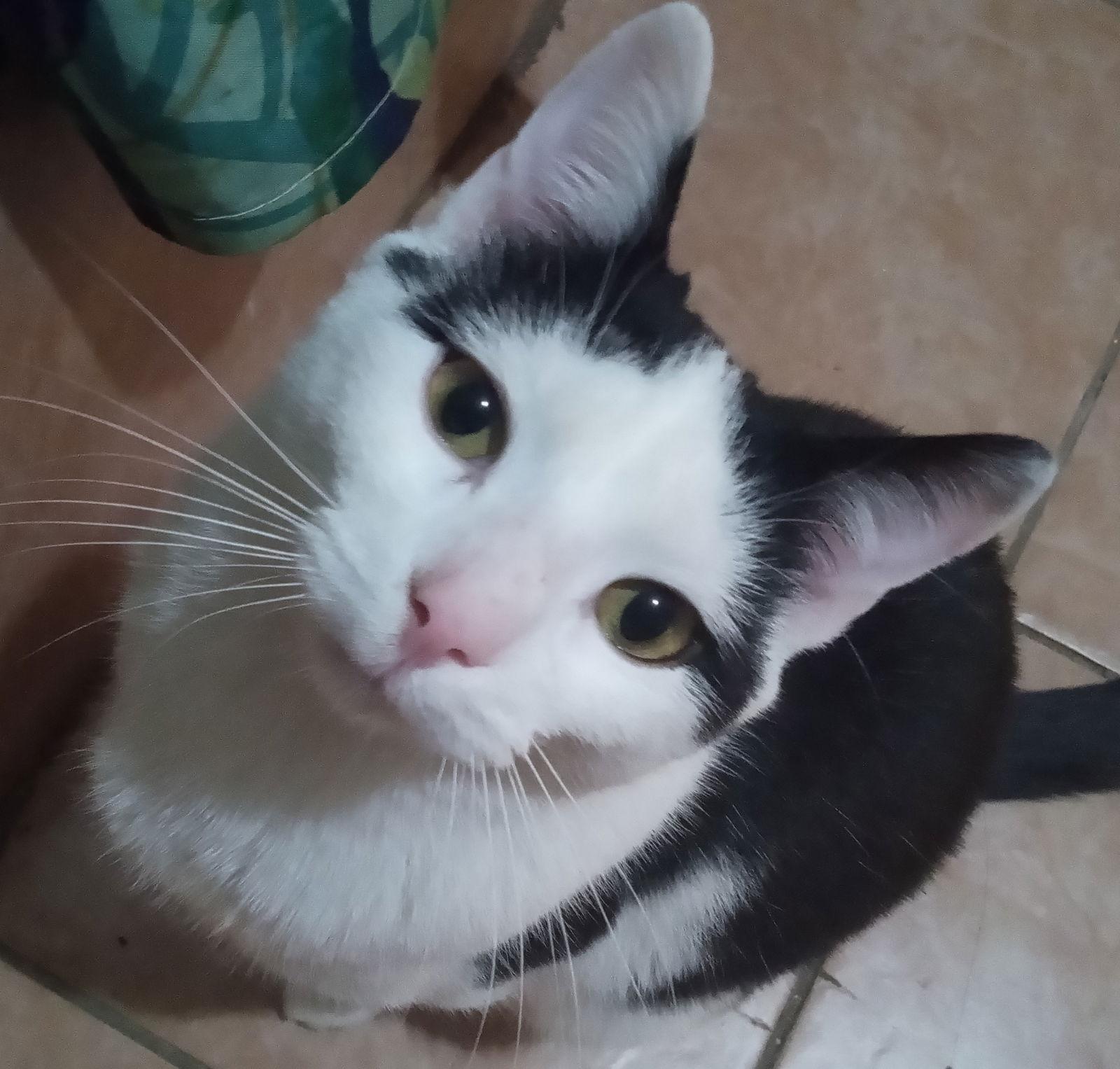 Jackson, a Adoptable Domestic Short Hair in Lutherville, MD image 2/3