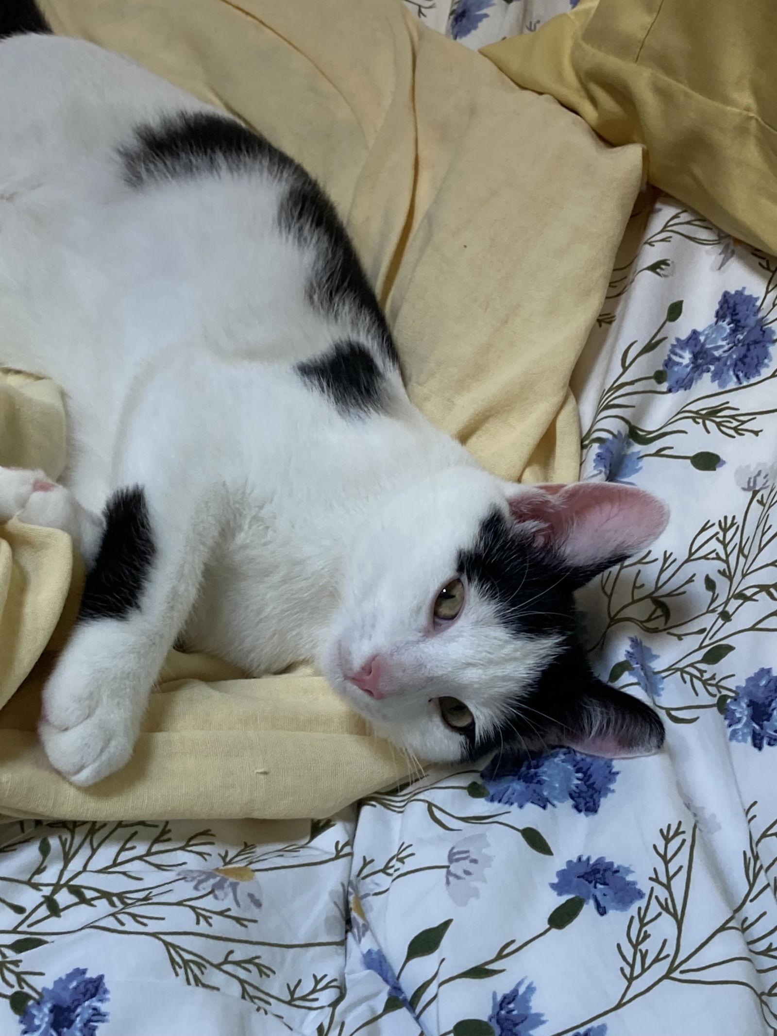 Jackson — thumbnail 3