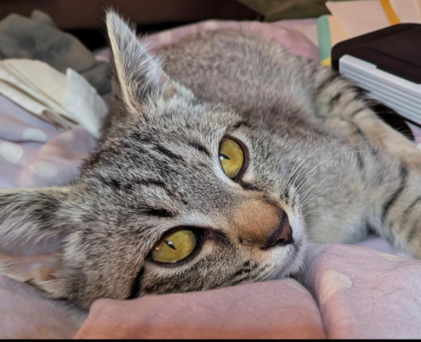 Dad's Playlist, Adoptable, Young Female Domestic Short Hair.