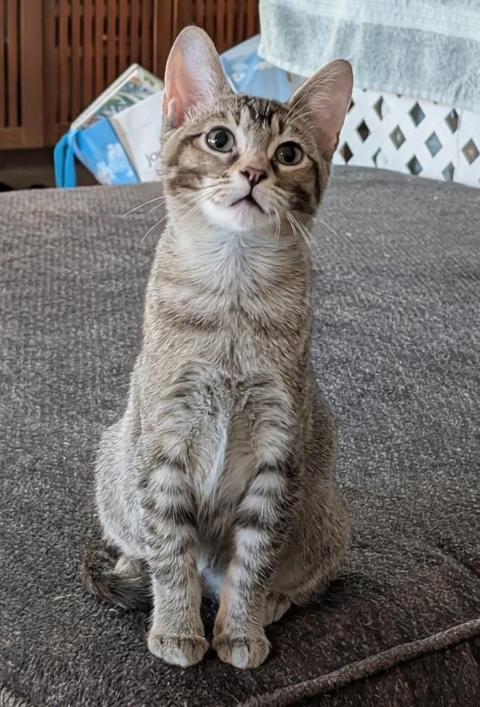 Dad's Playlist, a Adoptable mixed breed in Olathe, KS image 2/2