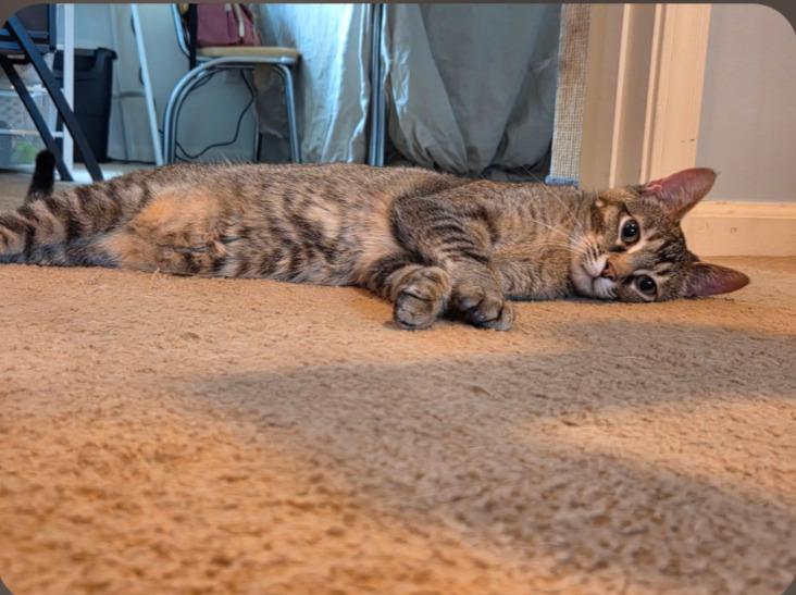 Dad's Playlist, Adoptable, Young Female Domestic Short Hair.
