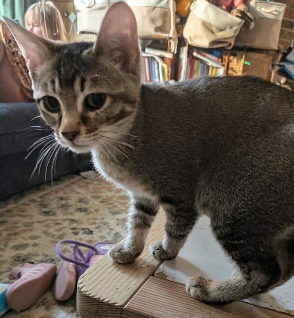 Dad's Playlist, Adoptable, Young Female Domestic Short Hair.