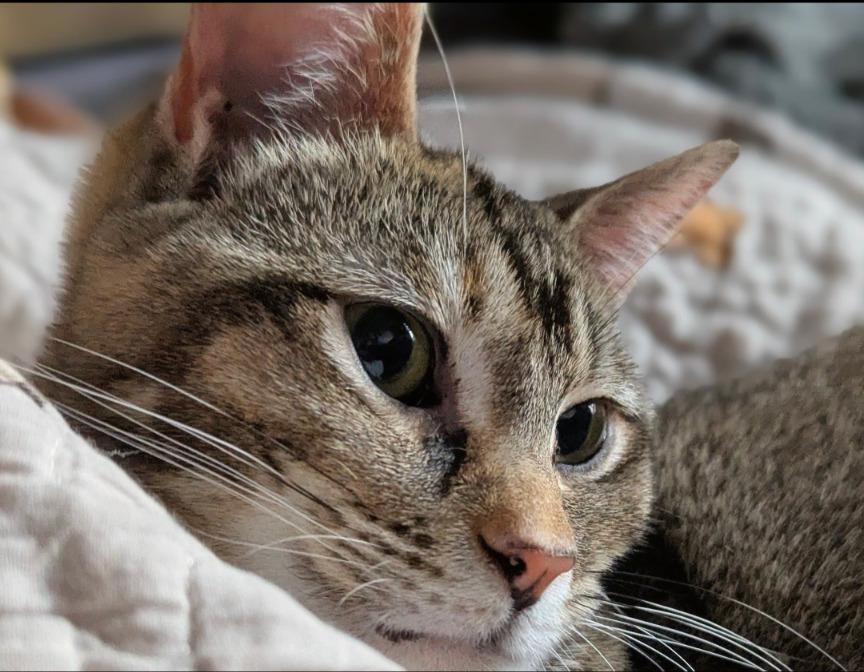 Dad's Playlist, Adoptable, Young Female Domestic Short Hair.