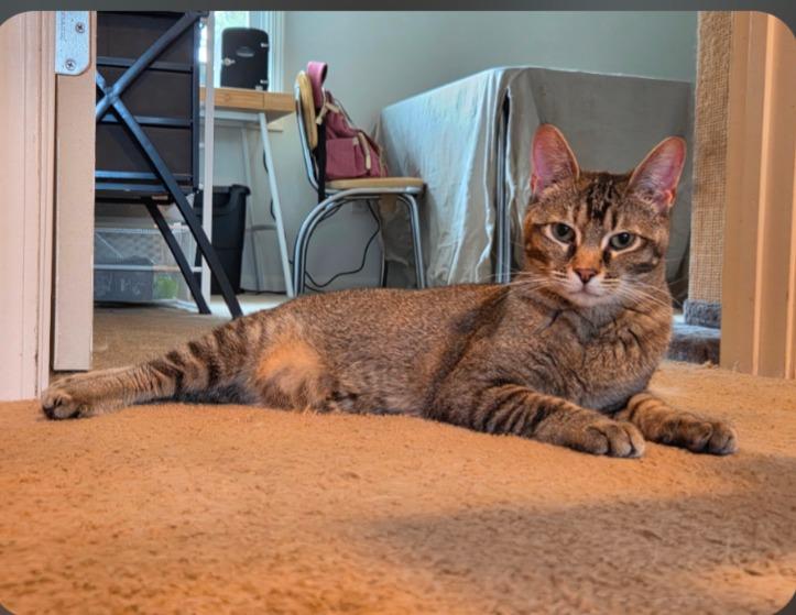 Dad's Playlist, a Adoptable mixed breed in Olathe, KS image 3/4