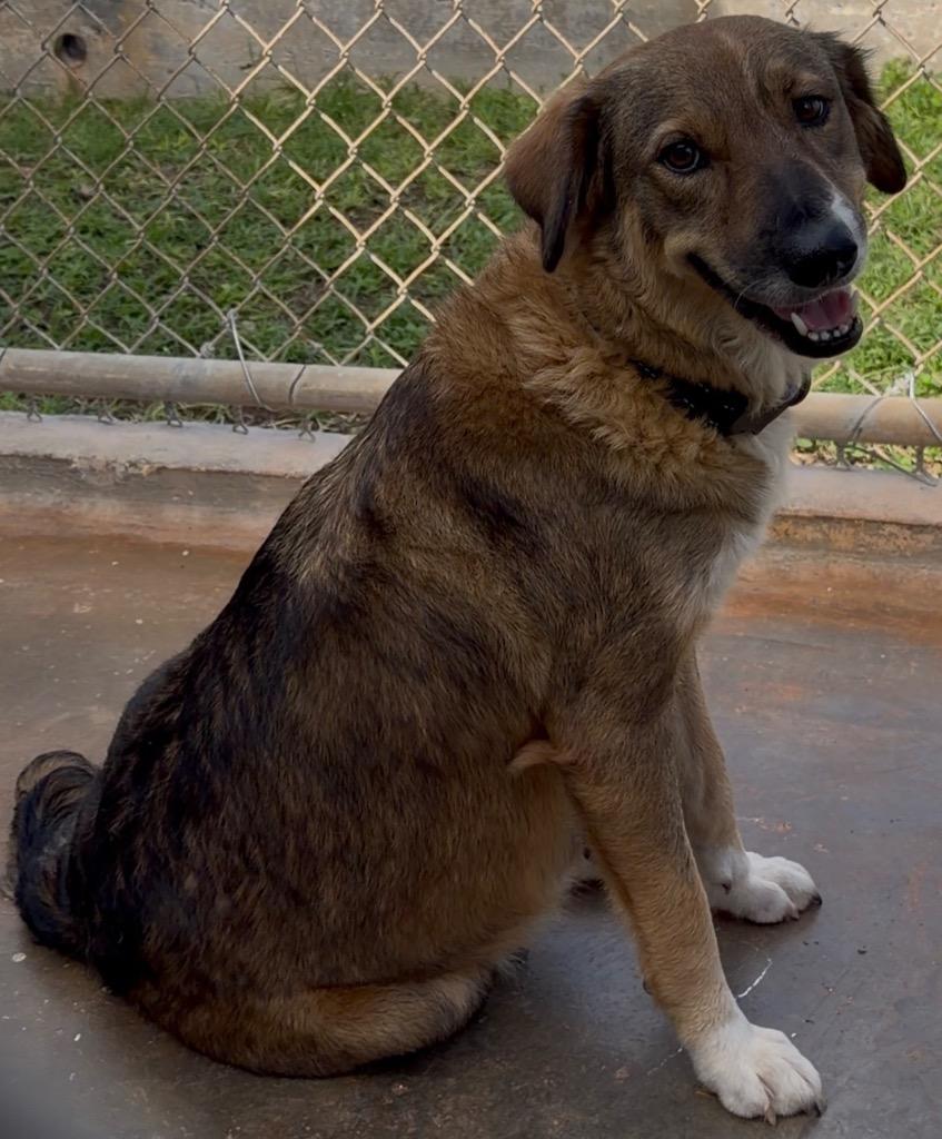 Honey, Adoptable, Adult Female Affenpinscher & Shepherd.