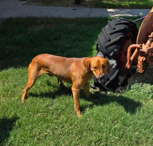 Clifford, a Adoptable mixed breed in Terrell, TX image 3/5
