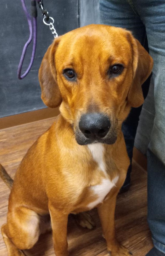 Clifford, a Adoptable mixed breed in Terrell, TX image 4/5