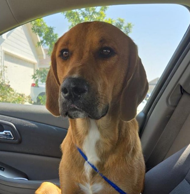 Clifford, a Adoptable mixed breed in Terrell, TX image 2/5