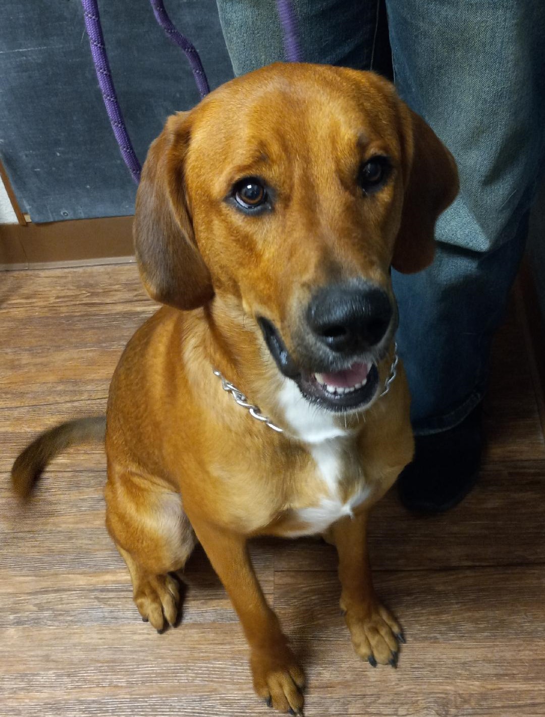 Clifford, a Adoptable mixed breed in Terrell, TX image 5/5