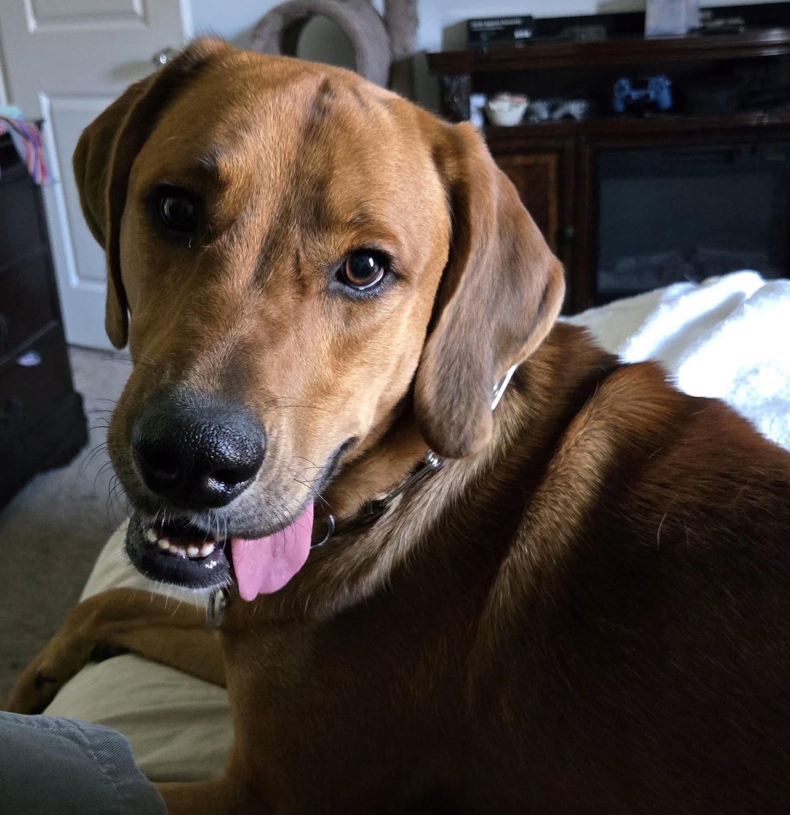 Clifford, Young Male Redbone Coonhound