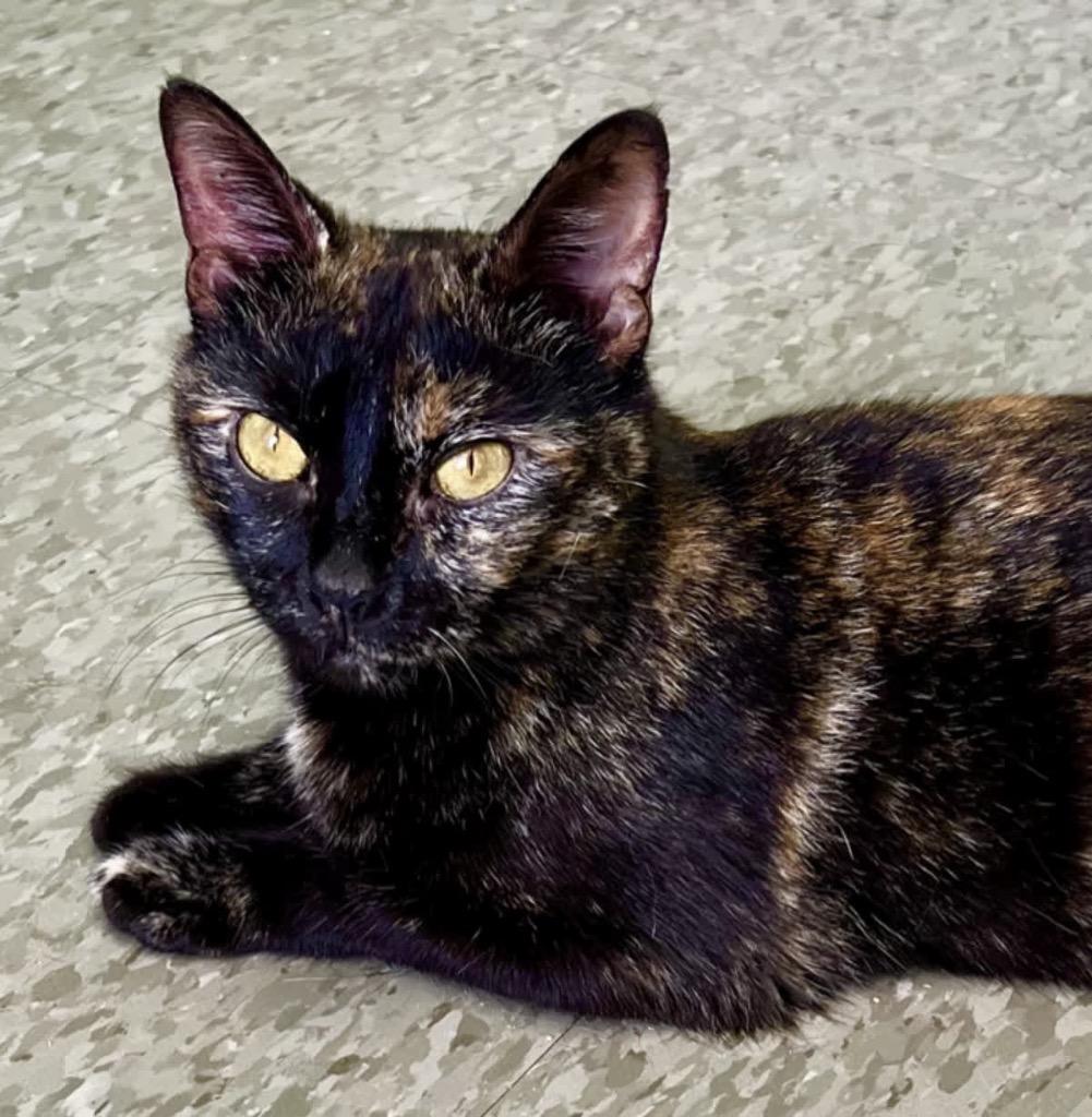 Enlarge Verona, a Adoptable mixed breed in Ellijay, GA image 2/5