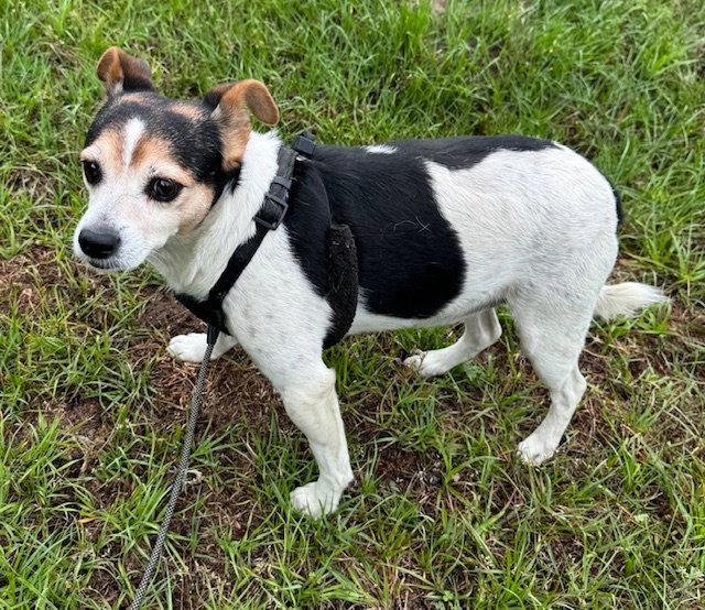 Woody, a Adoptable Jack Russell Terrier in Tarrytown, GA image 1/3
