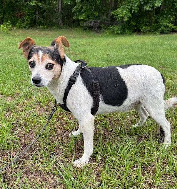 Woody, a Adoptable Jack Russell Terrier in Tarrytown, GA image 2/3
