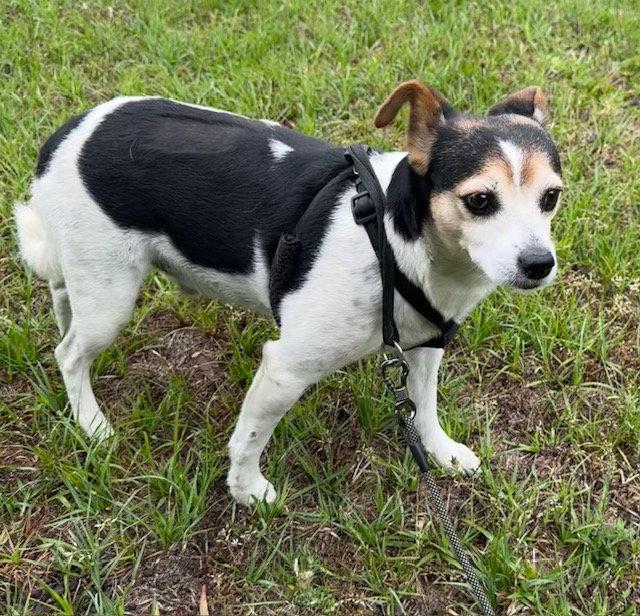 Woody, a Adoptable Jack Russell Terrier in Tarrytown, GA image 3/3
