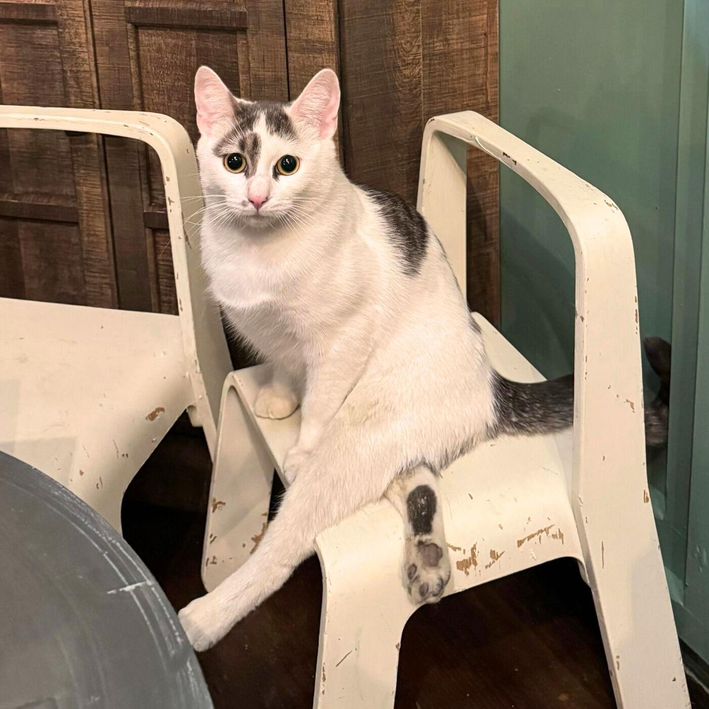 Tyrian, Adoptable, Young Male Domestic Short Hair.