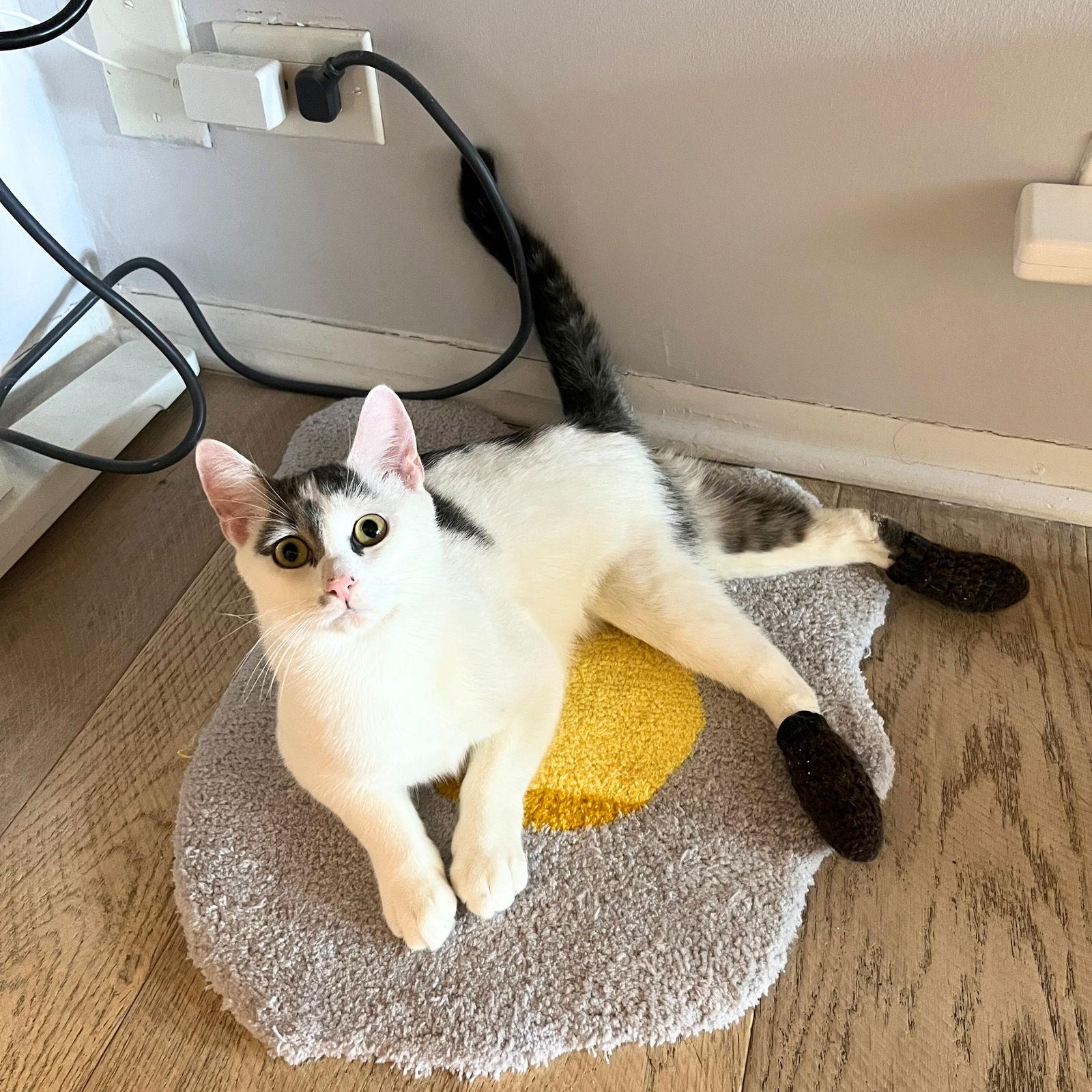 Enlarge Tyrian, a Adoptable Domestic Short Hair in Brooklyn, NY image 2/3