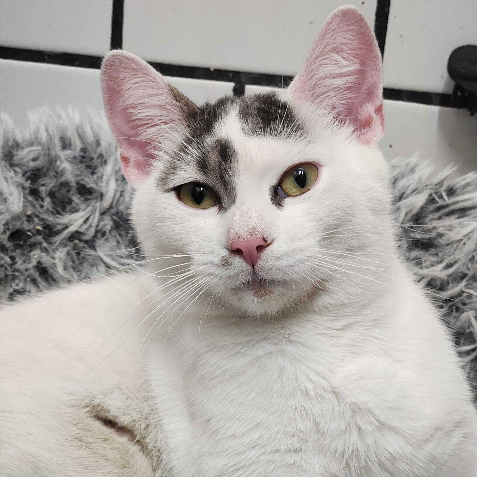 Enlarge Tyrian, a Adoptable Domestic Short Hair in Brooklyn, NY image 3/3