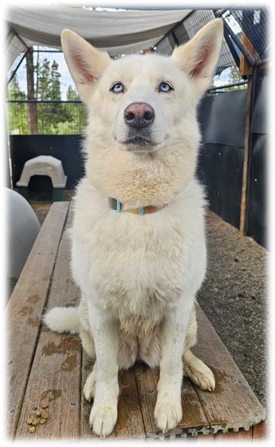 LUNA, Adoptable, Adult Female Siberian Husky & Mixed Breed.