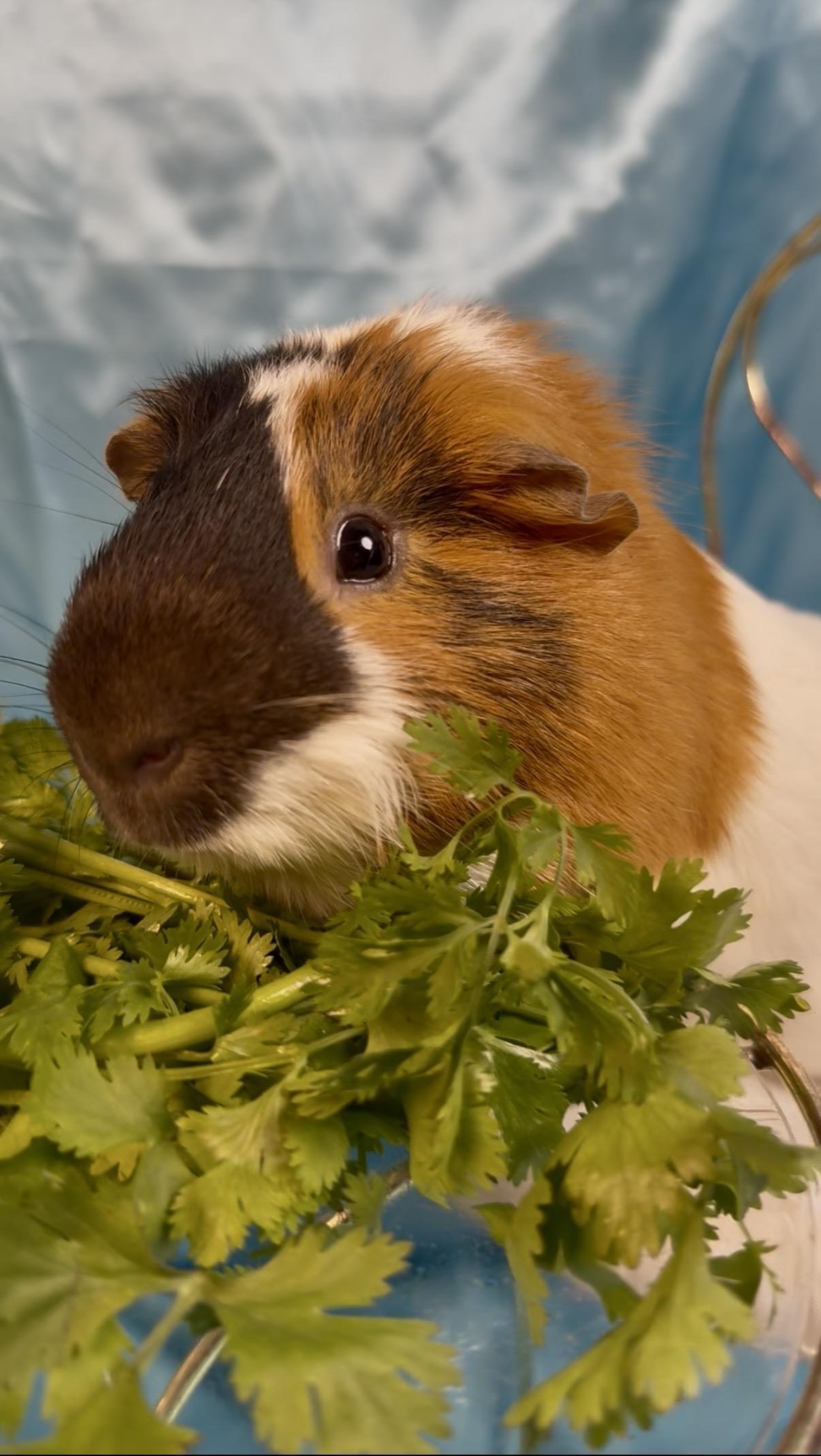 Noodle, a ADOPTABLE Guinea Pig in Salisbury Mills, NY image 2/2