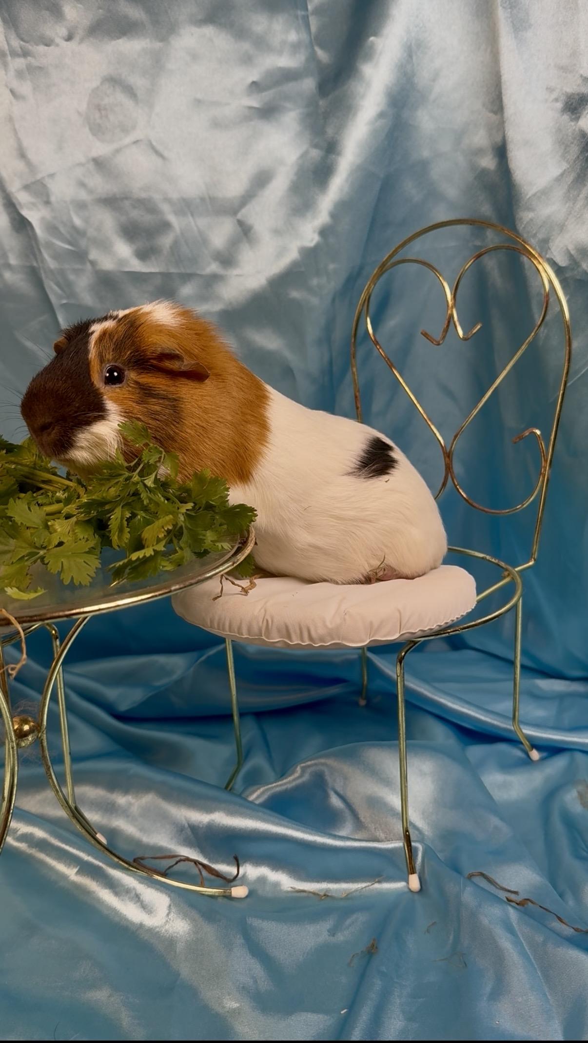 Noodle, a ADOPTABLE Guinea Pig in Salisbury Mills, NY image 1/2