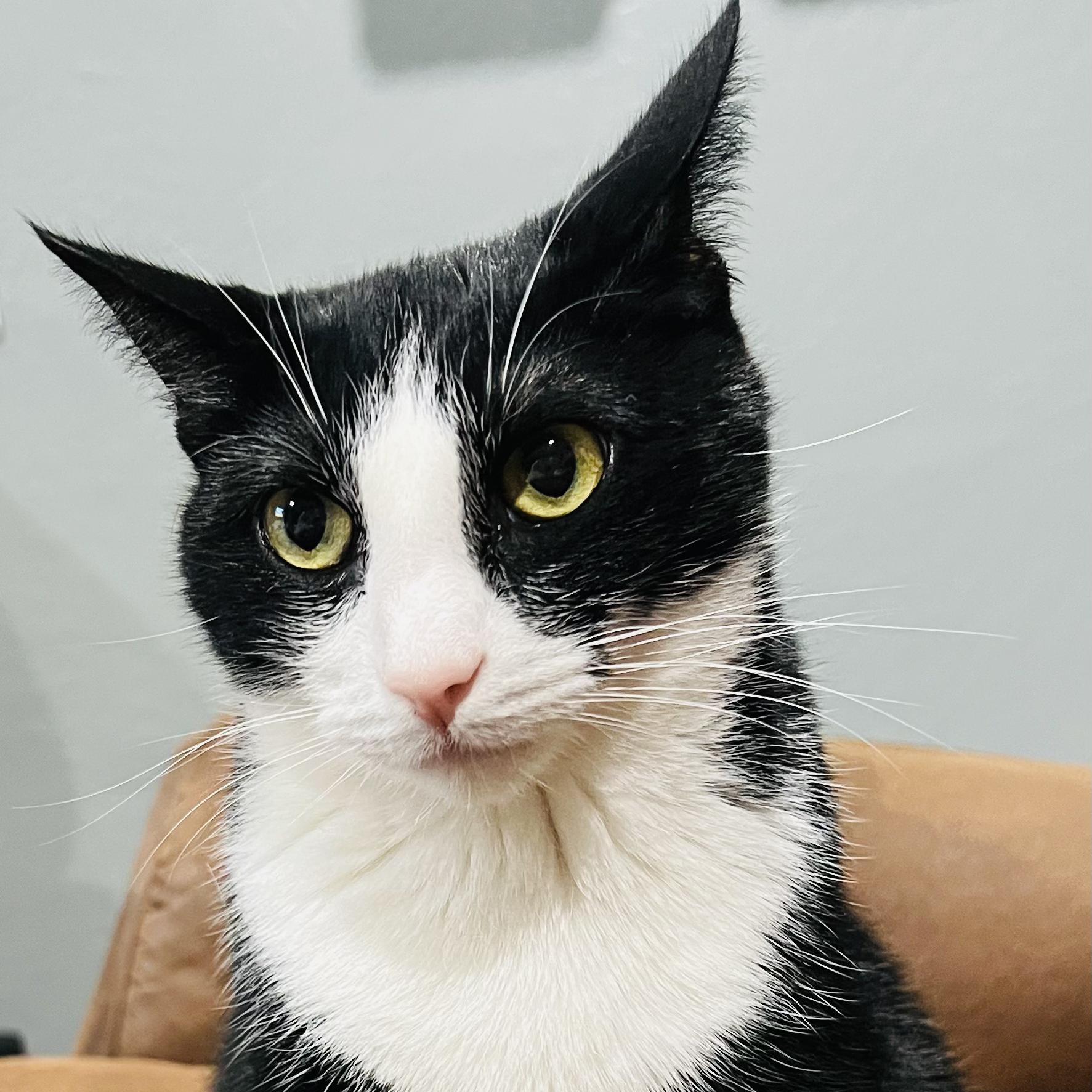 Bagel — thumbnail 2