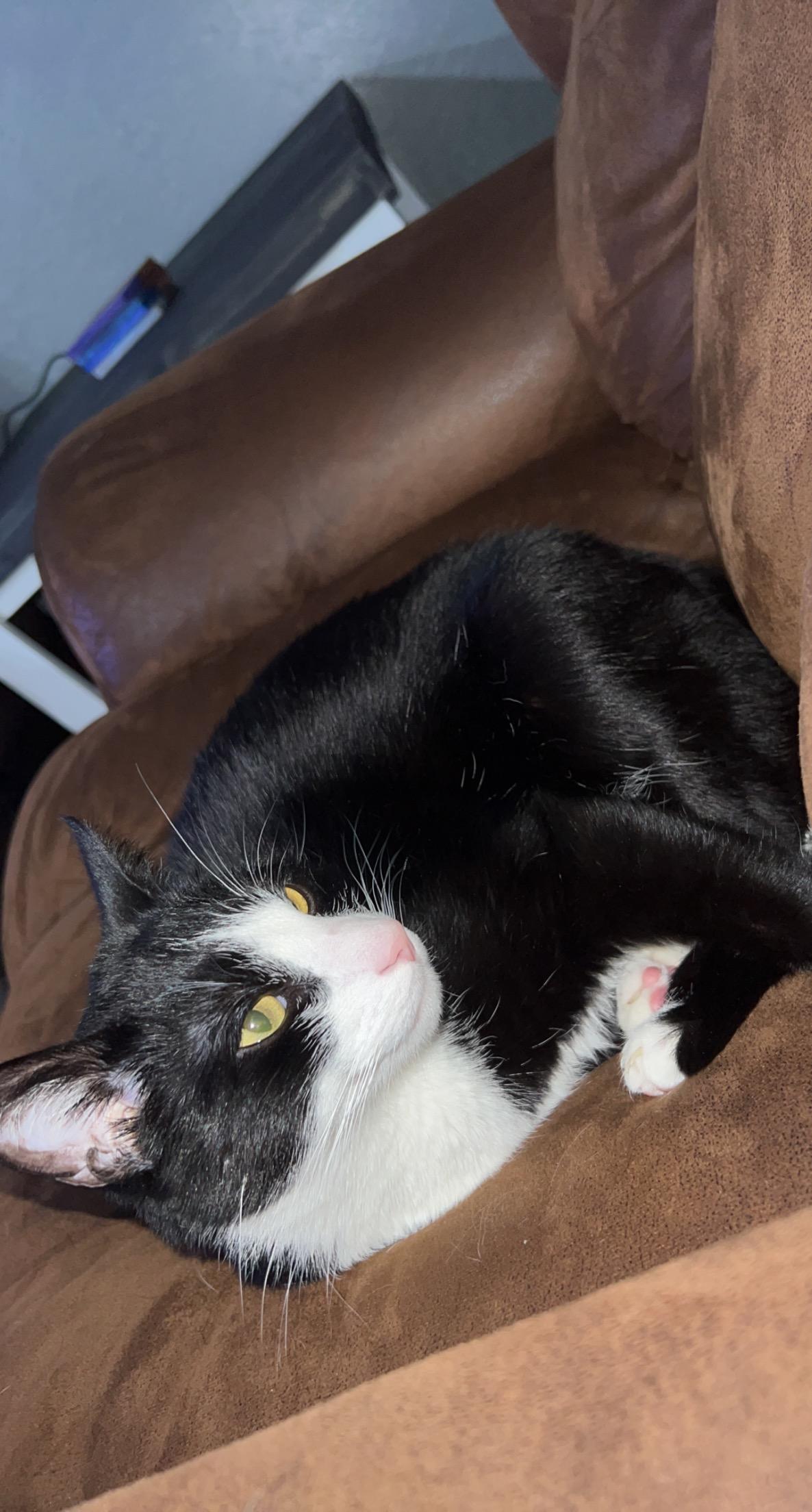 Bagel — thumbnail 3