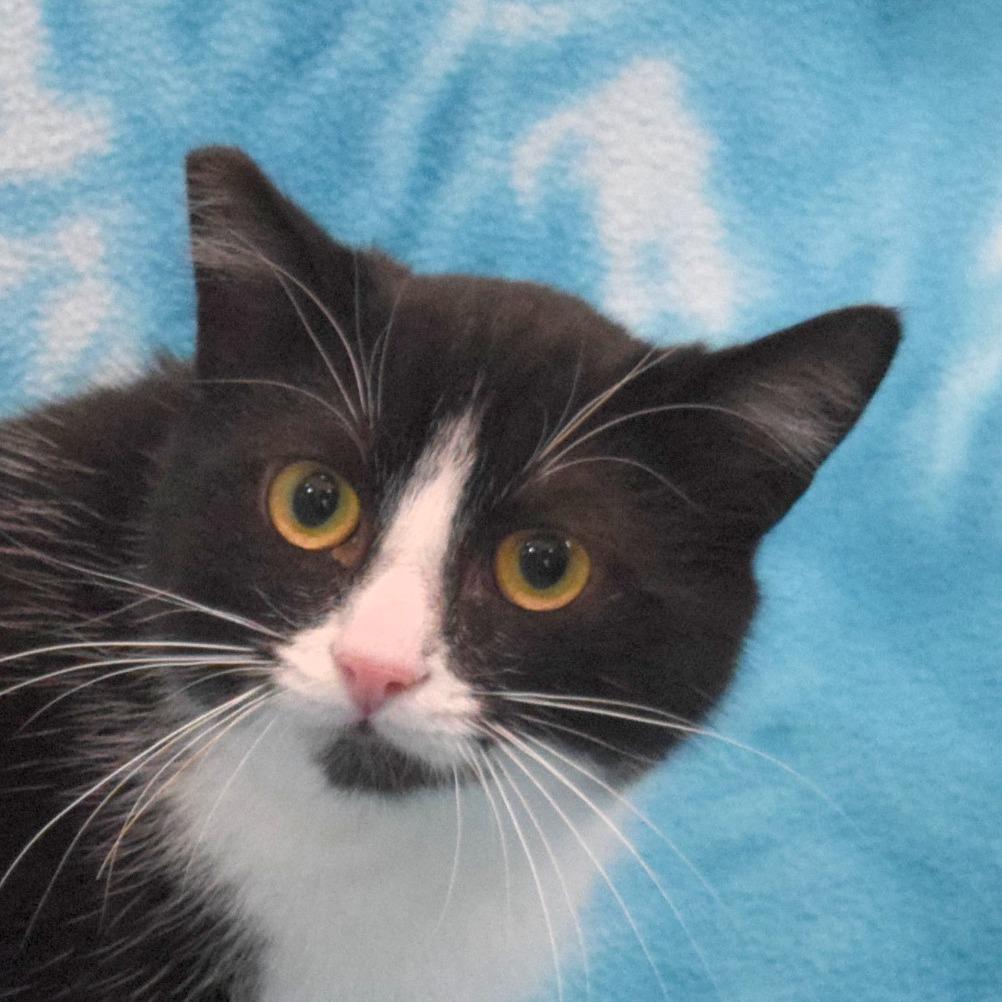 Wally, a Adoptable Domestic Short Hair in Eureka, CA image 2/4