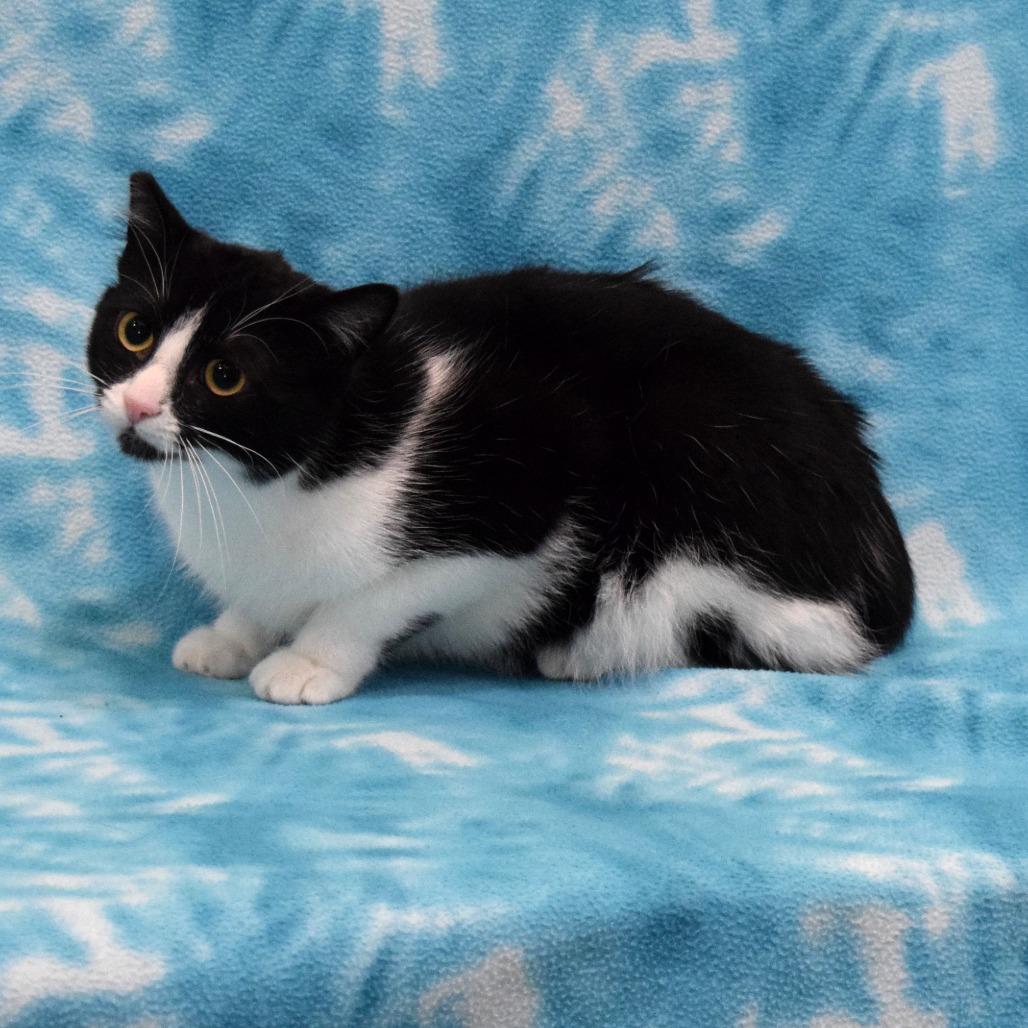 Wally, a Adoptable Domestic Short Hair in Eureka, CA image 4/4