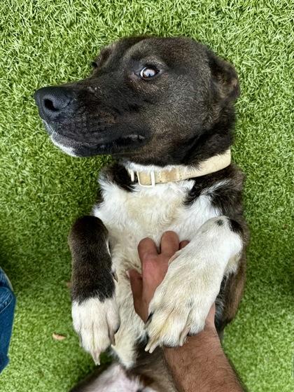 Buddy, Adoptable, Adult Male Mixed Breed & Mixed Breed.