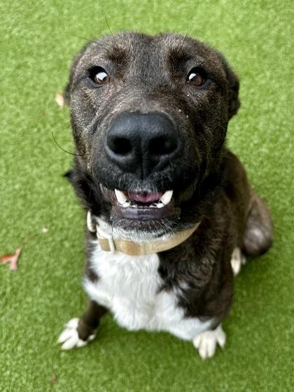 Enlarge Buddy, a Adoptable mixed breed in Wichita, KS image 3/3