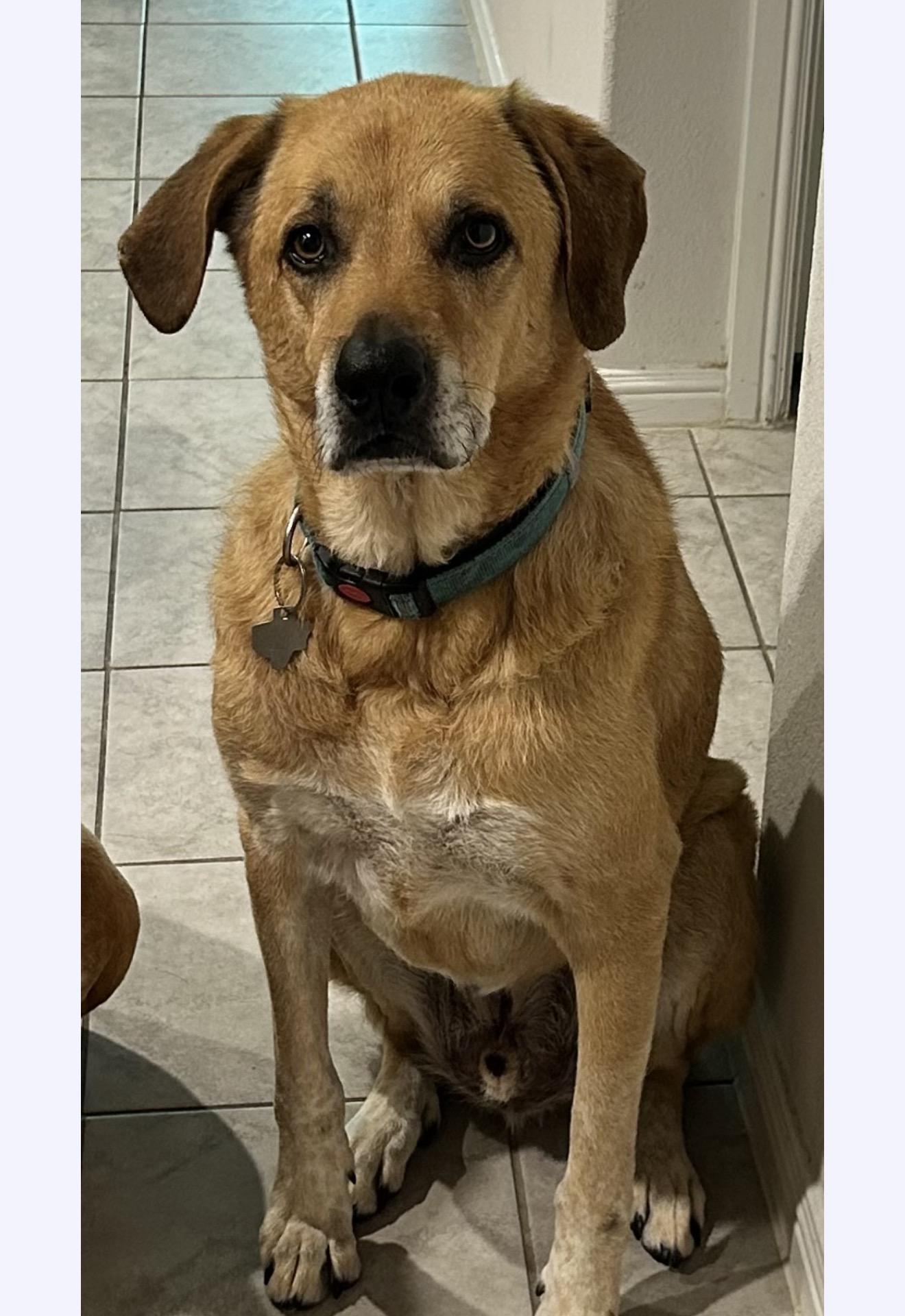 Riggins, Adoptable, Adult Male Labrador Retriever & Great Pyrenees.