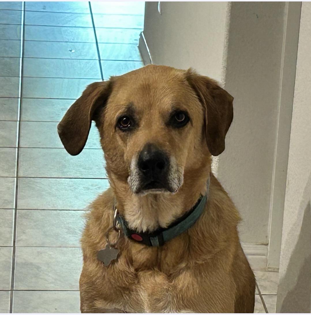 Enlarge Riggins, a Adoptable mixed breed in Fort Worth, TX image 2/2